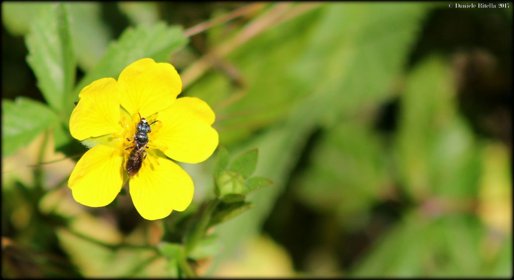 Apidae:   Ceratina sp., maschio